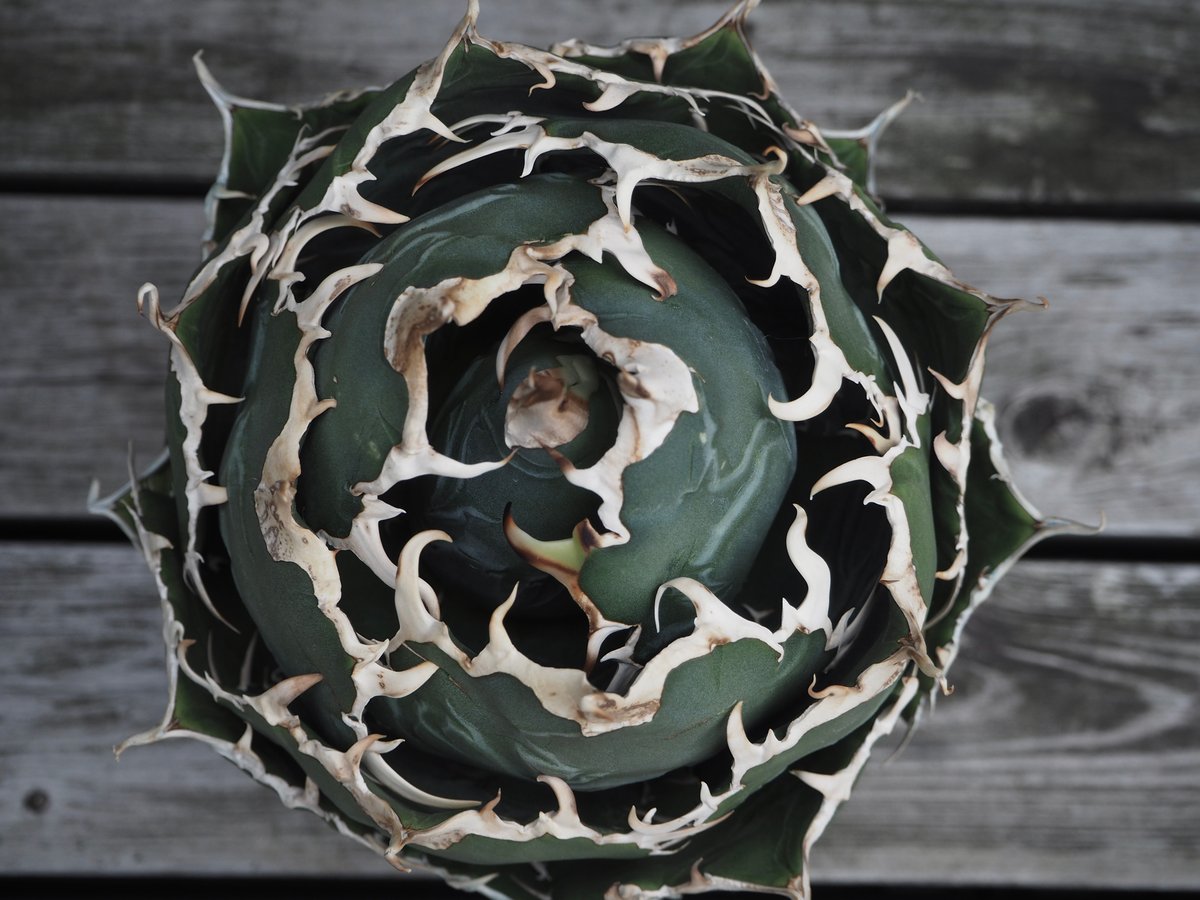 アガベ・チタノタ白鯨（ボールタイプ）大-063｜agave titanota white wh