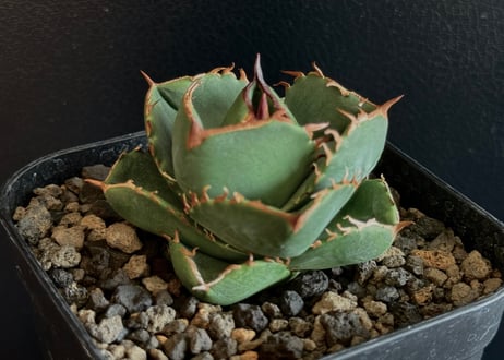 CATEGORY Titanota no name｜ネームド無し | Plus_Plants