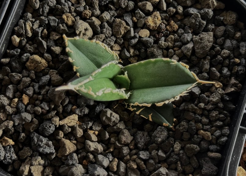 アガベ・チタノタ 白毫刺（芽）-007｜agave titanota | Plus_Plant