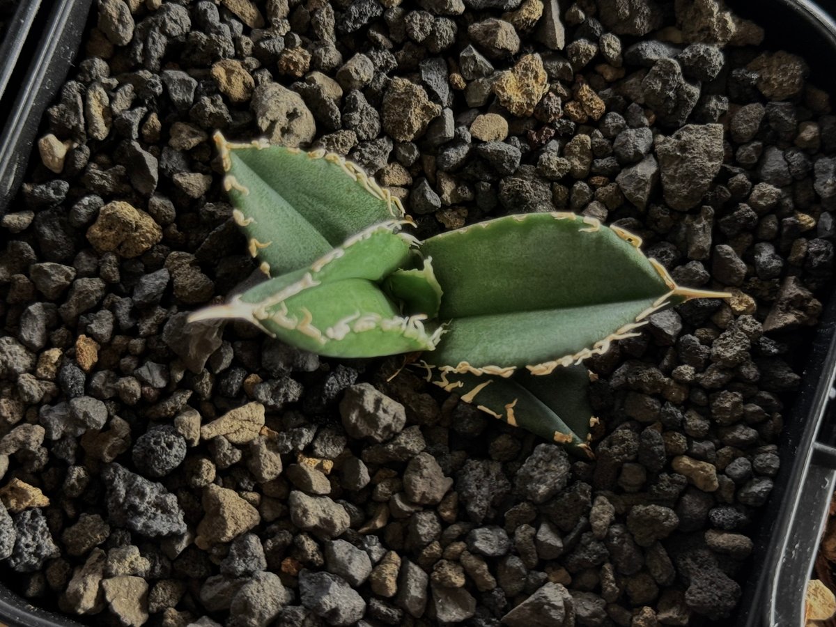 白毫刺　アガベ　子株 アガベ・チタノタ 白毫刺（芽）-006｜agave titanota
