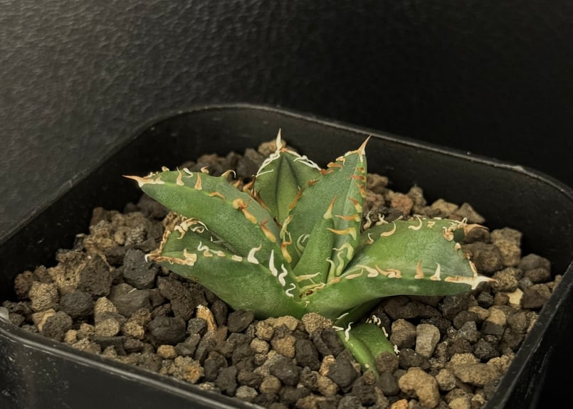 アガベ・チタノタ 徳尔塔(芽)-003｜agave titanota Delta | Plus