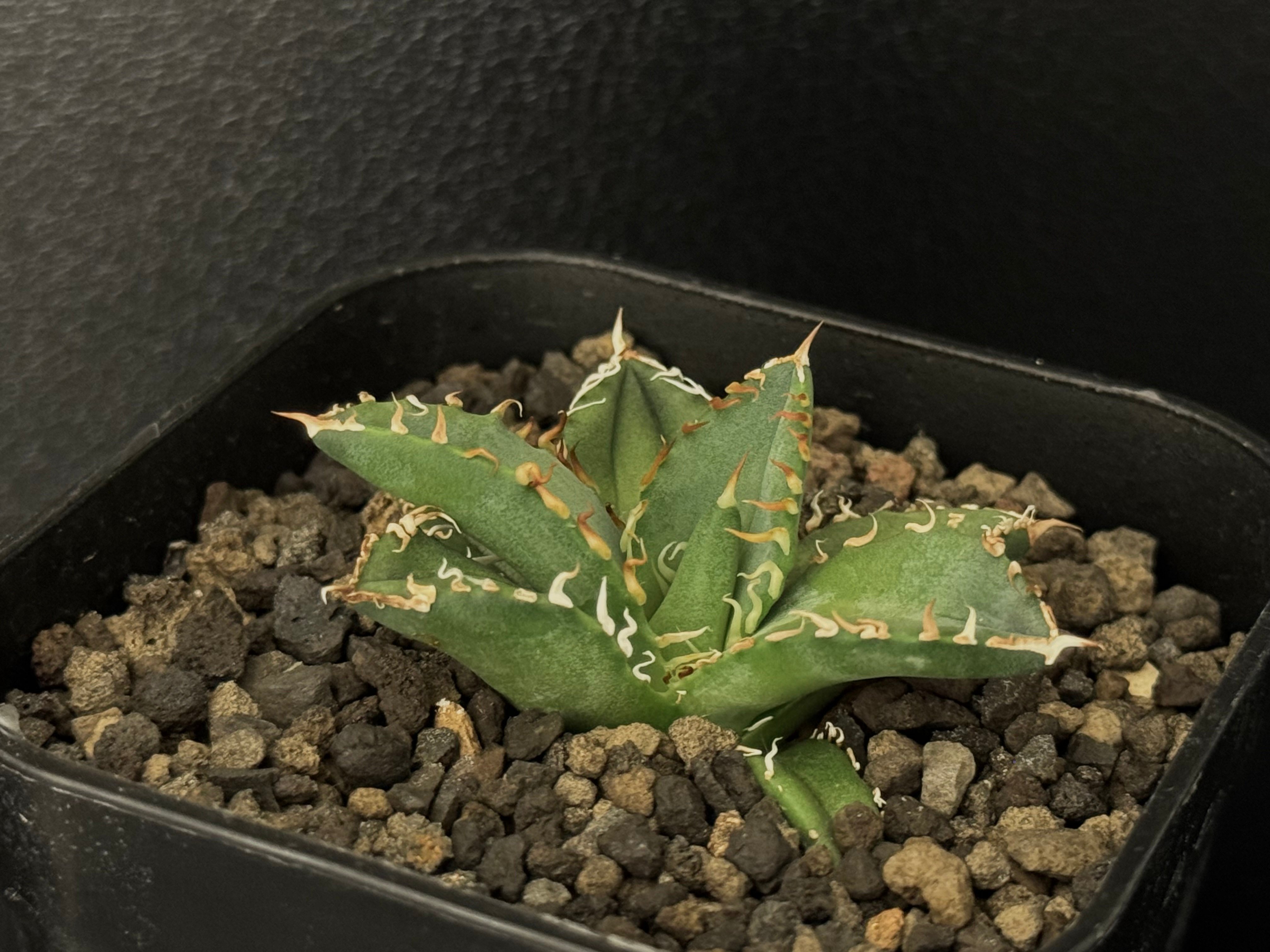 アガベ・チタノタ 徳尔塔(芽)-003｜agave titanota Delta | Plus