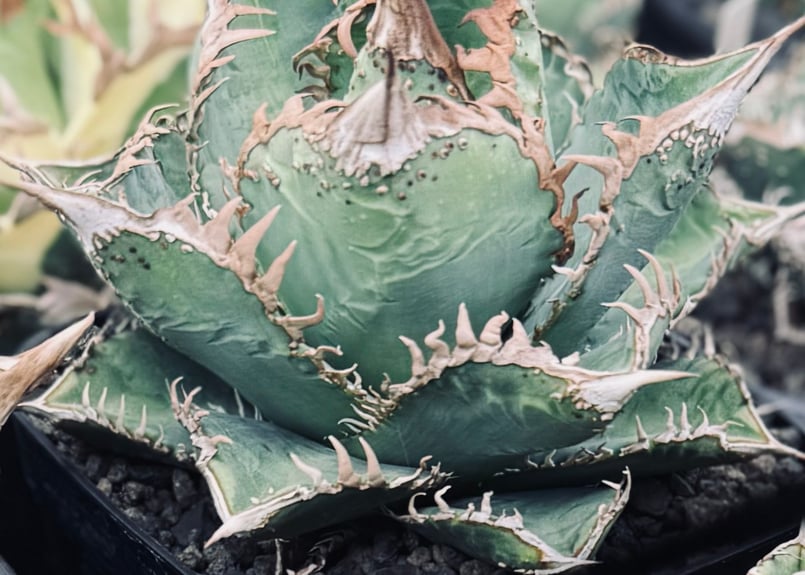 アガベ・チタノタ 蒼龍(芽)-004｜agave titanota blue dragon |