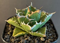 アガベ　シーザー　ダブルヘッド heart_plants 🔥ダブルヘッドシーザー🔥 珍しい双頭のシーザー