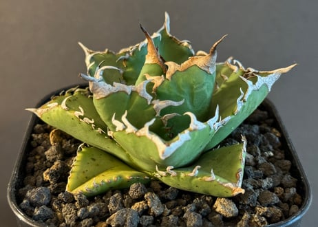 アガベ・チタノタ 狂雨/狂刺小雨新白鯨（小株）- 005｜agave titanota green solar
