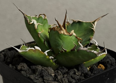 アガベ・チタノタ 黒犀牛（芽）-040｜agave titanota black rhino