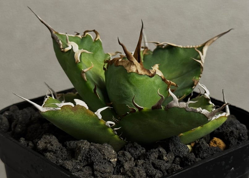 アガベ・チタノタ 黒犀牛（芽）-040｜agave titanota black rhino