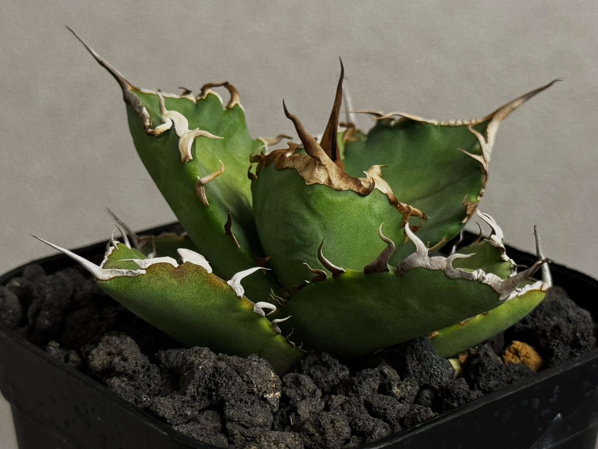 Agave titanota【黒犀牛】親株販売 アガベ・チタノタ 黒犀牛（芽）-040｜agave titanota black rhino
