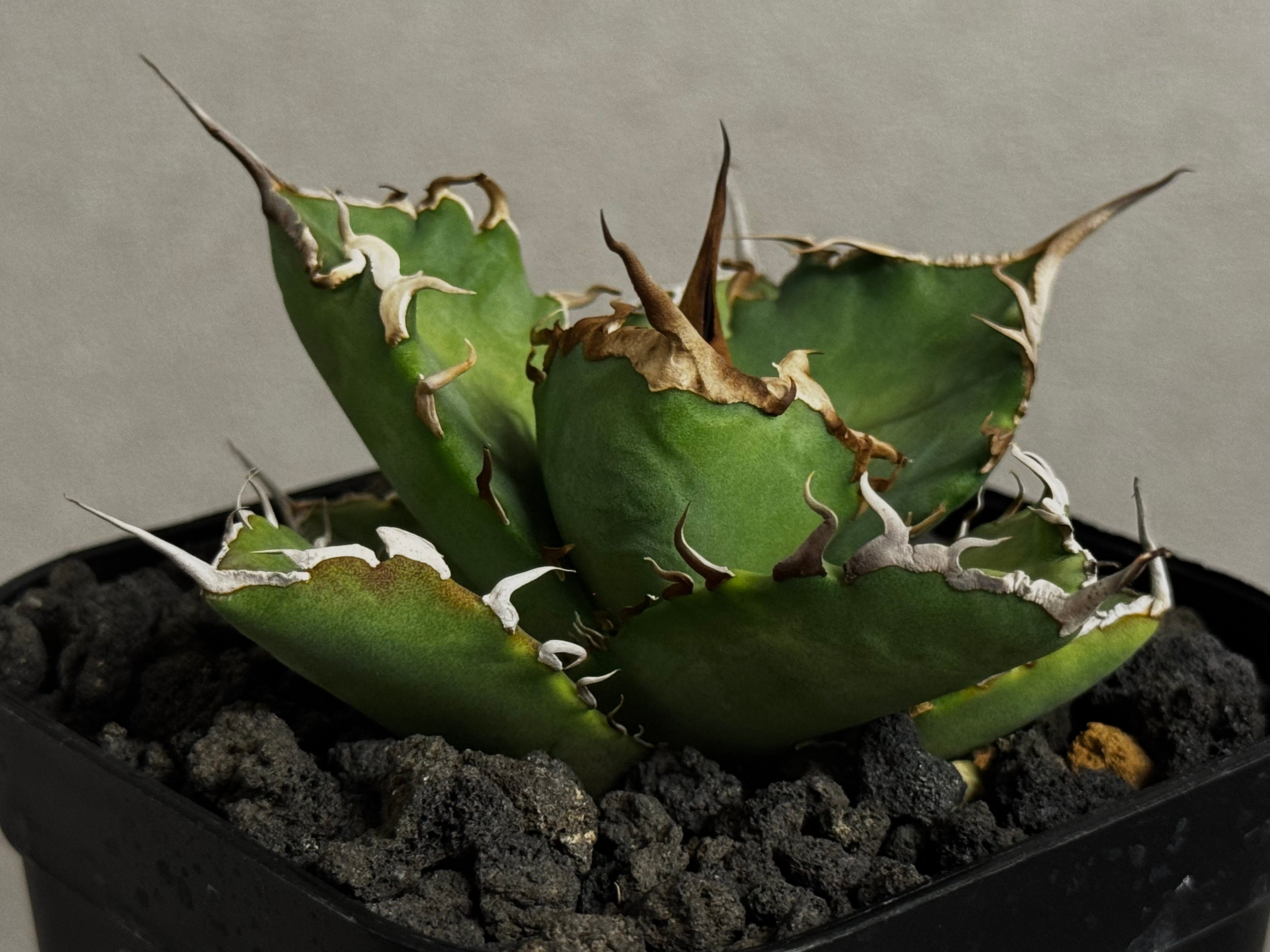 アガベ・チタノタ 黒犀牛（芽）-040｜agave titanota black rhino