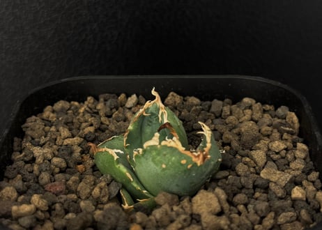 CATEGORY Titanota warthog｜疣猪 | Plus_Plants STORE