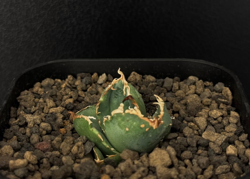 アガベ・チタノタ 疣猪/丸叶背刺（芽/小）-005｜agave titanota