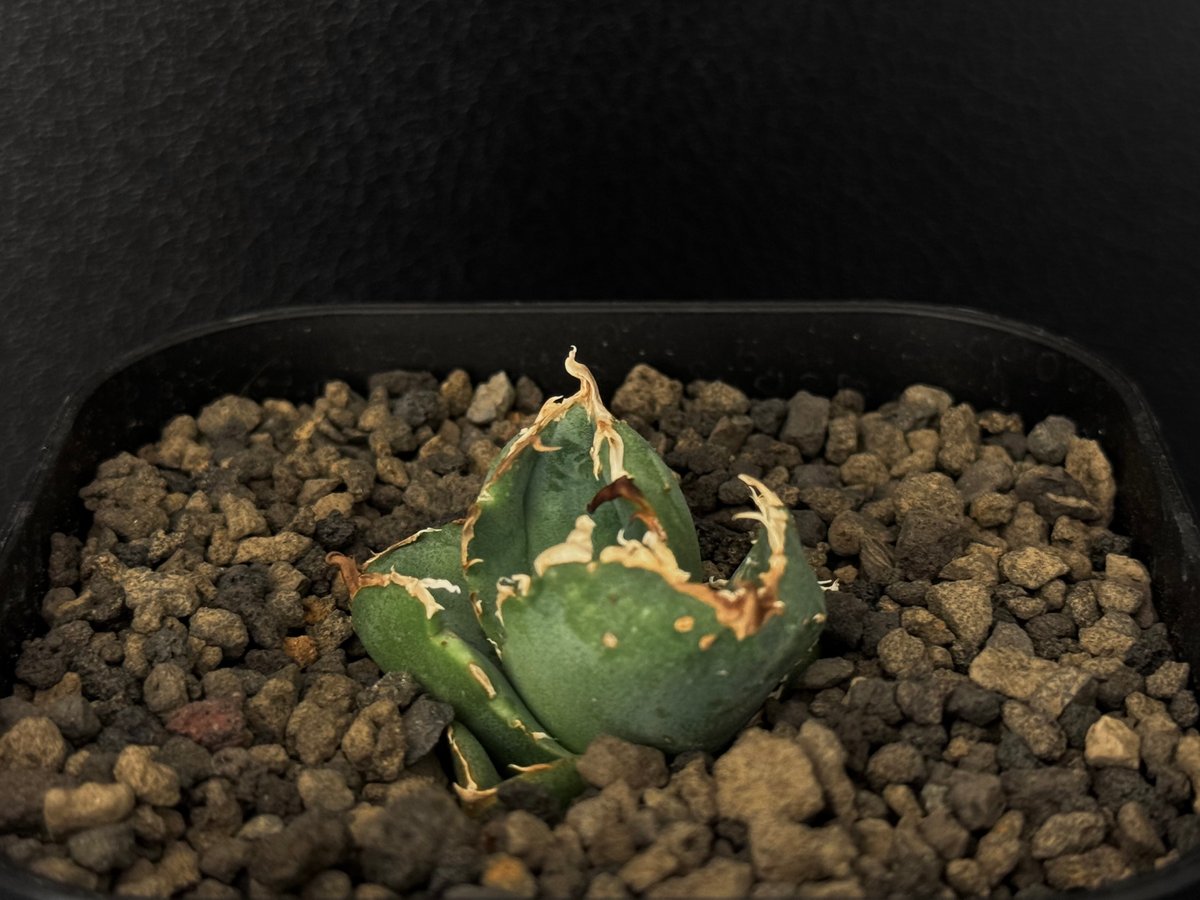 アガベ・チタノタ 疣猪/丸叶背刺（芽/小）-005｜agave titanota