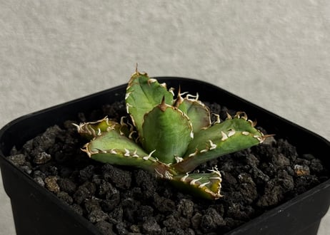 アガベ・チタノタ　徳尔塔(芽)-008｜agave titanota Delta