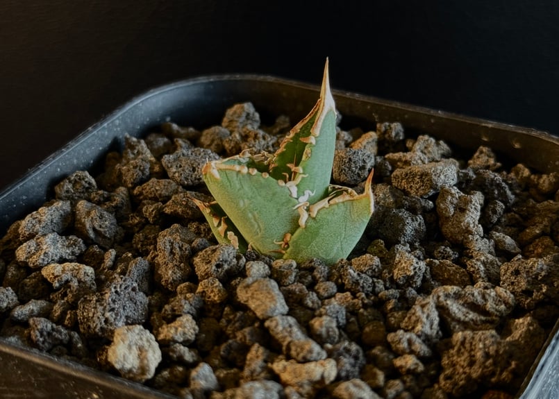 アガベ・チタノタ 大白鯊／Lize血統（芽）-005｜agave titanota