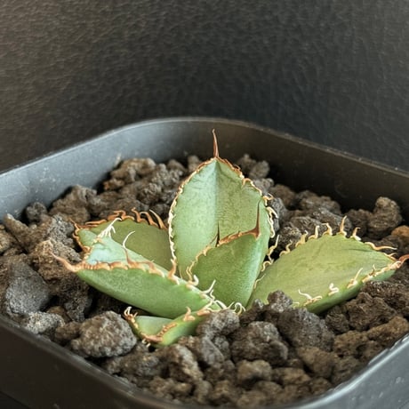 アガベ フィリグリー 台湾産 ラウンドタイプ