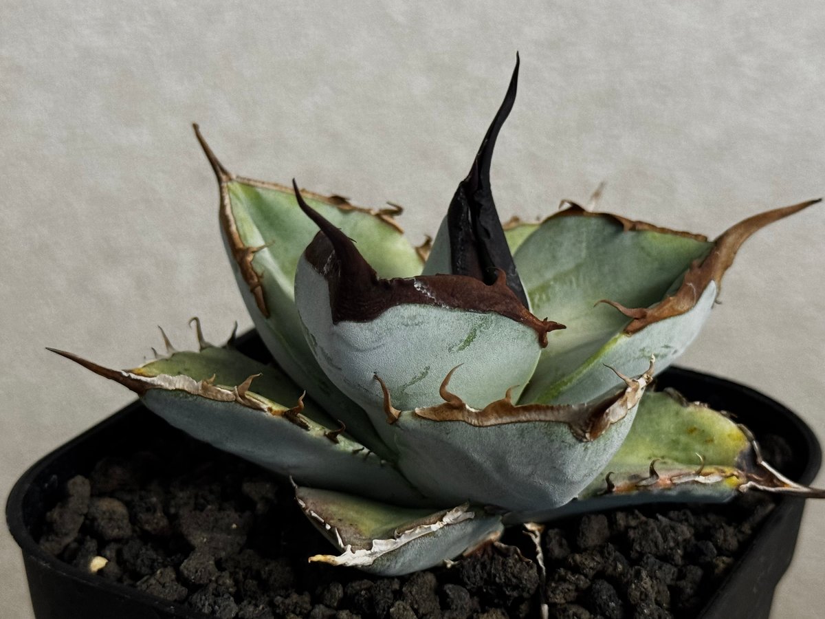 アガベ・チタノタ LQH_土（芽）006｜agave titanota saturn | Pl