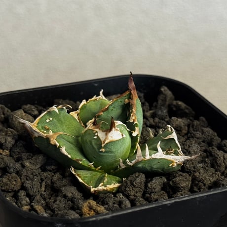 アガベ疣猪 | STORES