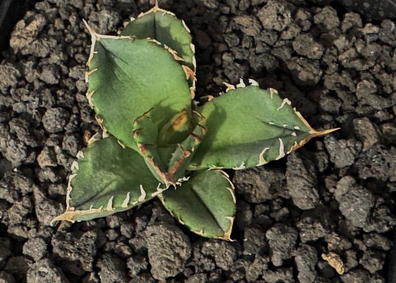 アガベ・チタノタ 鰐亀（芽）-029｜agave titanota alligator sna