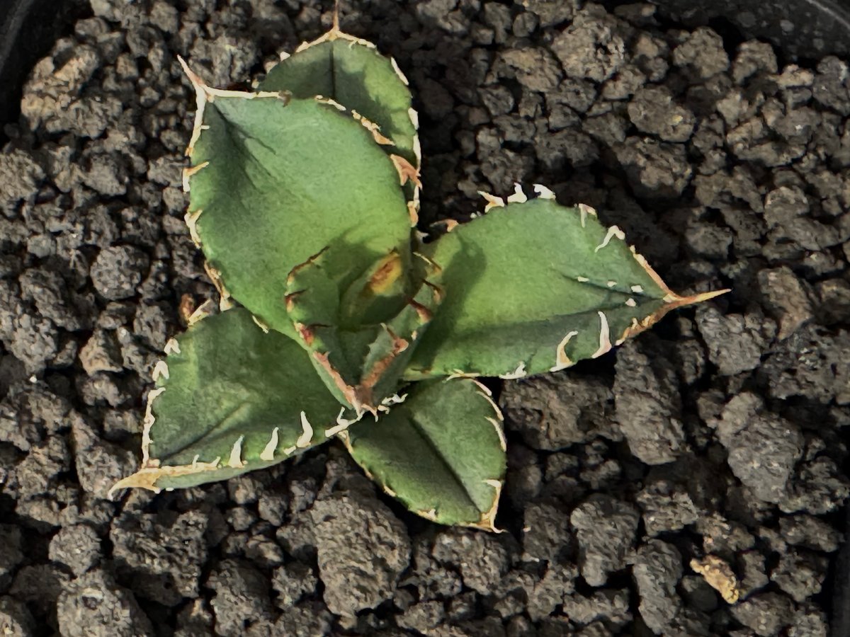 アガベ・チタノタ 鰐亀(芽)-029|agave titanota alligator sna アガベ・チタノタ 鰐亀(芽)-029|agave titanota alligator sna