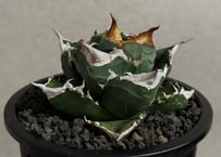 アガベ・チタノタ 白火焔(中株/台湾Hanes)-032｜agave titanota white flame