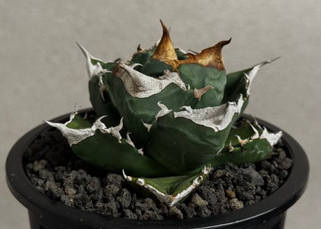 Plus_Plants STORE