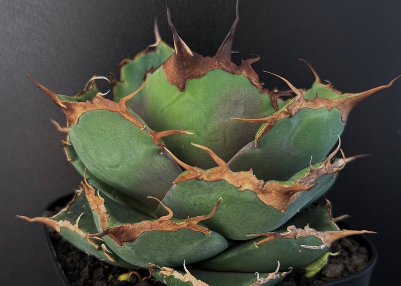 アガベ 黒豹　中株 アガベ チタノタ 