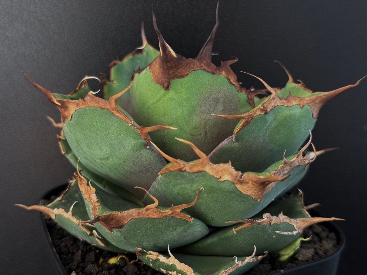 アガベ・チタノタ 黒豹（中株）-056｜agave titanota black