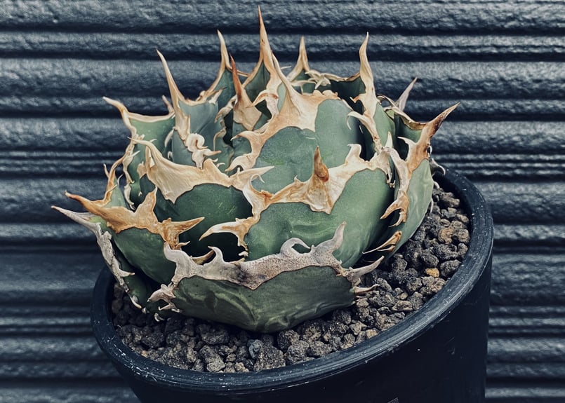アガベ 烈焔 アガベ・チタノタ 烈焔（ボールタイプ）中-008｜agave titanota