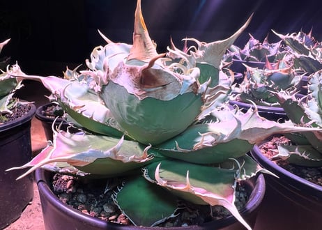 アガベ・チタノタ 緑幽霊（芽）-005｜agave titanota green ghost