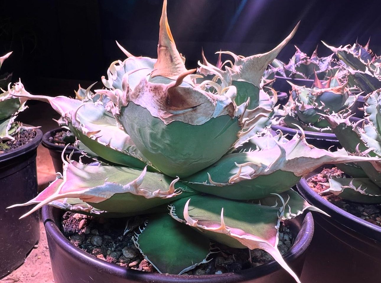 親株出品　緑幽霊　アガベ チタノタ 観葉植物 original