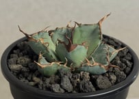 アガベ・チタノタ 皇冠(台湾Lize産)-004｜agave titanota Crown |