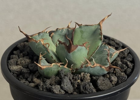 アガベ coco アガベ coco Agave titanota CJ_2 @cj20130718 @objectby1218