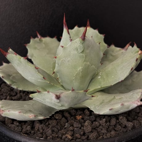 アガベイシスメンシス | STORES