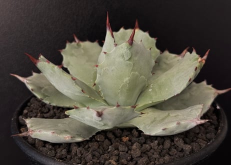 アガベ　イシスメンシス　白銀甲蟹　親株 アガベ・白銀甲蟹｜（芽）-003｜ agave isthmensis | Plus_Plant