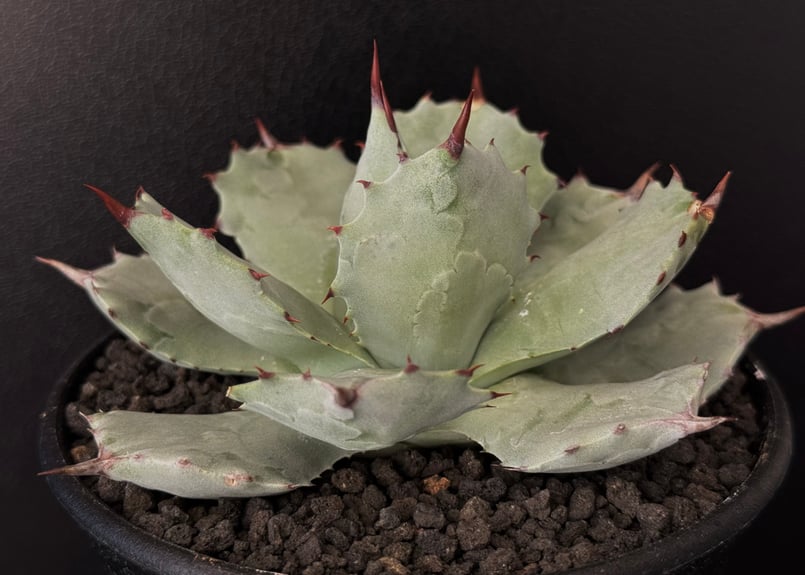 Royal agave産＞アガベ・イシスメンシス （小株）-006｜ agave isthm