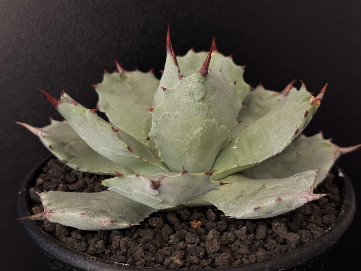 アガベ シャウィスト（シャウィー×イシスメンシス） 大株 アガベシャウ