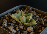 アガベ・チタノタ ハデス (黒帝斯) 芽-037|agave titanota アガベ・チタノタ ハデス (黒帝斯) 芽-037|agave titanota