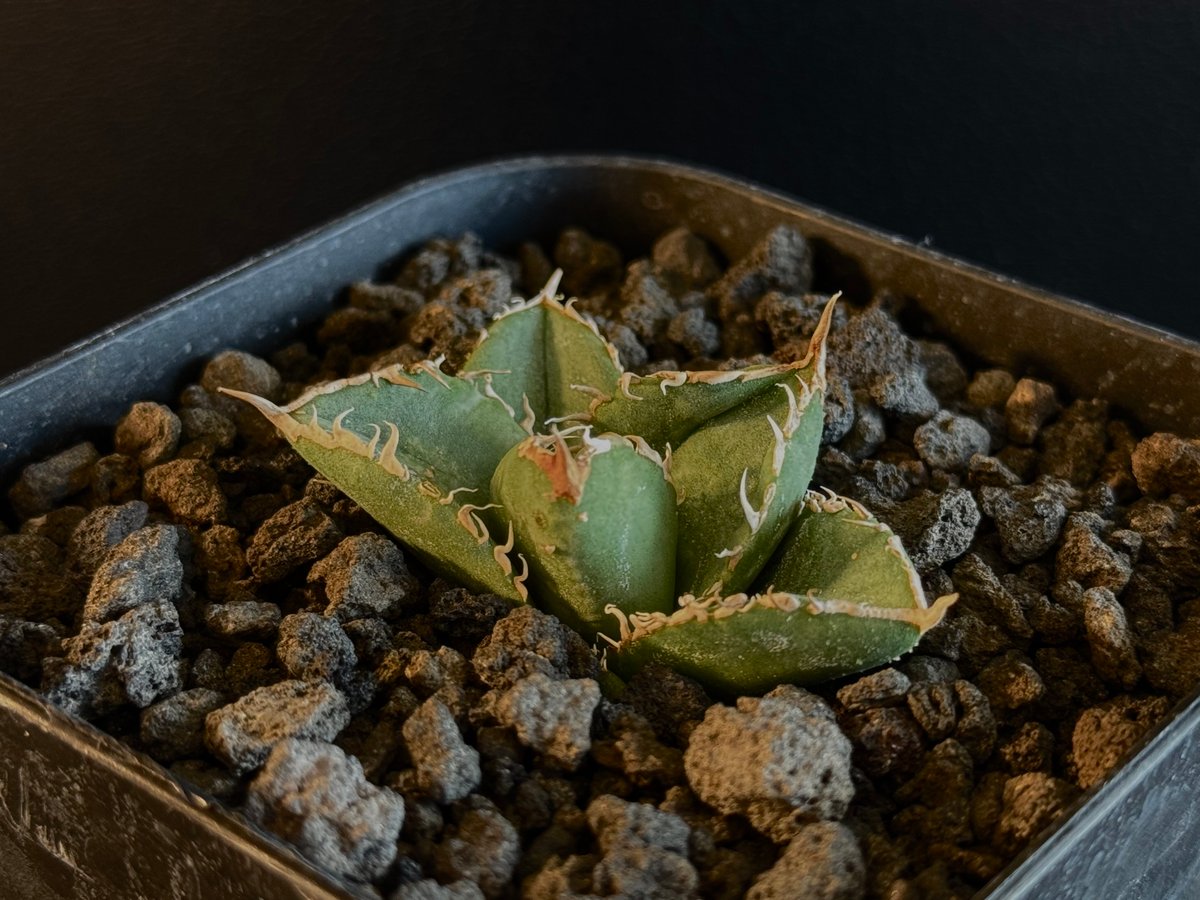アガベ・チタノタ 天狼星(シリウス)-009|agave titanota sirius アガベ・チタノタ 天狼星(シリウス)-009|agave titanota sirius
