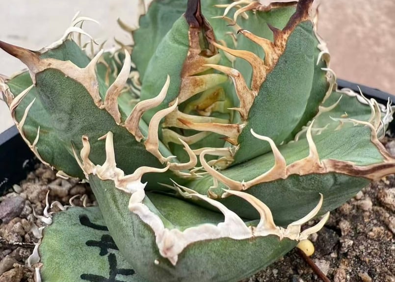 アガベ・チタノタ LQH_領主（芽）-003｜agave titanota lord | Pl