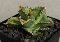 アガベ・チタノタ FO076/オテロイ(芽)004｜agave titanota FO-076