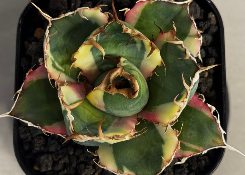 アガベ・チタノタ白鯨（覆輪）芽-010｜agave titanota white wha1le