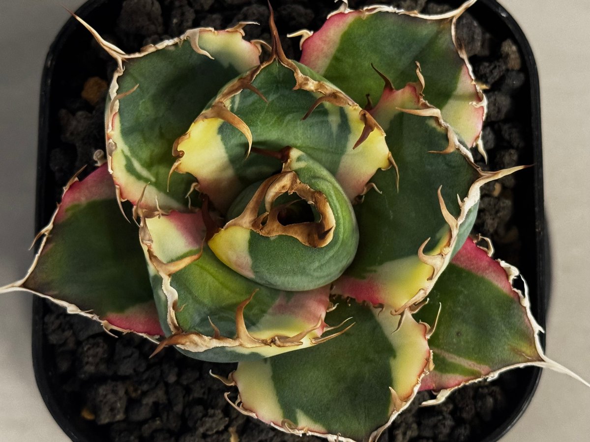 アガベ・チタノタ白鯨（覆輪）芽-010｜agave titanota white wha1le