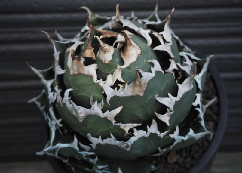 【写真現物・鉢ごと】アガベ　チタノタ　ノーネーム① アガベ チタノタ 'NO NAME' | GREEN LUCK