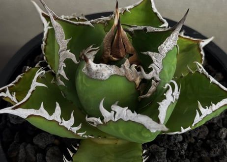 ◆厳選◆アガベ・チタノタ 海王（中株）-036｜agave titanota aqua man