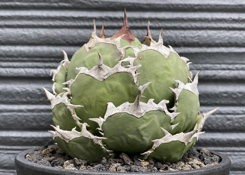 アガベ・チタノタ 烈焔(ボールタイプ)大-004|agave titanota アガベ・チタノタ 烈焔(ボールタイプ)大-004|agave titanota