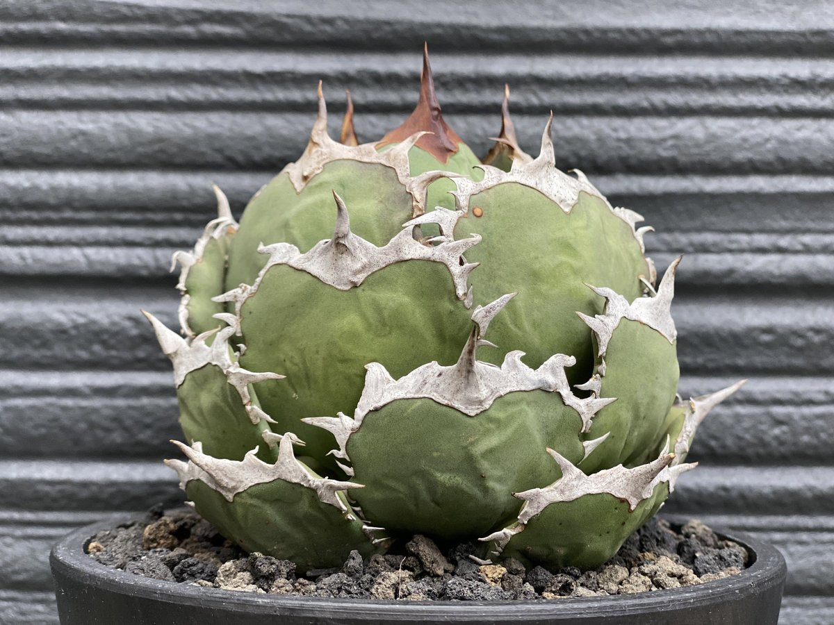 アガベ・チタノタ 烈焔（ボールタイプ）大-004｜agave titanota