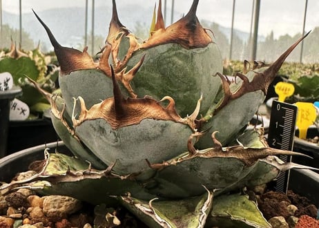 アガベ・チタノタ LQH_土（芽）011｜agave titanota saturn