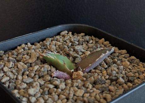 CATEGORY Titanota Caesar｜凱撒（シーザー） | Plus_Plants