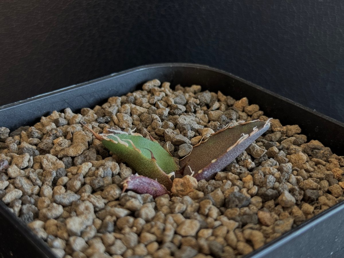 け*ん様 アガベ チタノタ シーザー　親株　Caesar 凱撤　低重心　わしゃわ アガベ チタノタ シーザー Caesar 凱撒□カキ仔 子株 5CLAW