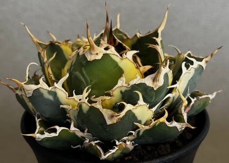 CATEGORY Titanota White whale variegated｜白鯨（斑入り
